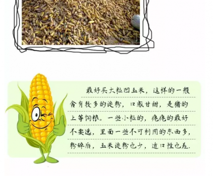 必须知道的什么样的玉米喂猪最好_20.png