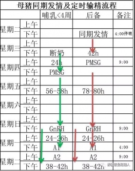 批次生产 | 猪场如何由周批生产转型为三周批次生产（1）