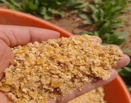 豆粕中掺米糠饼！别被坑了！