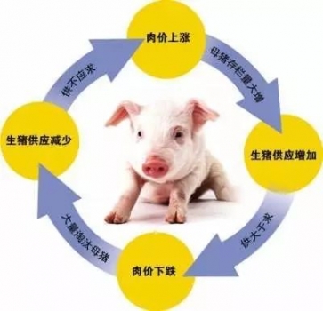 猪友的出栏策略与猪价的关系！