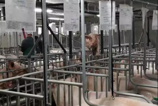 法国猪场参观笔记