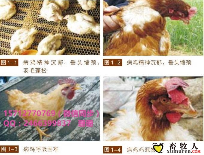 新城疫症状