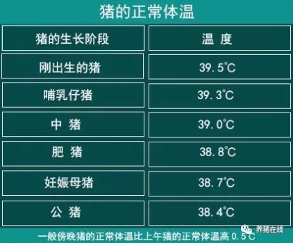 猪的正常体温