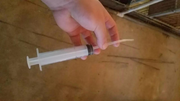 加个引流管，小猪灌奶、灌药变得如此简单