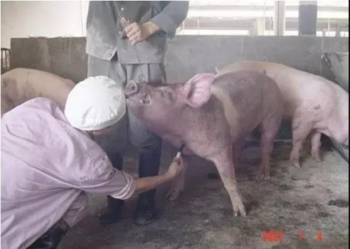 技术控 | 猪前腔静脉采血技术详解