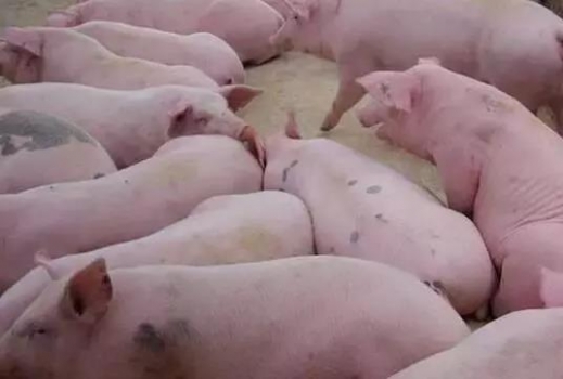 黄膘肉成因、鉴定处理及预防措施