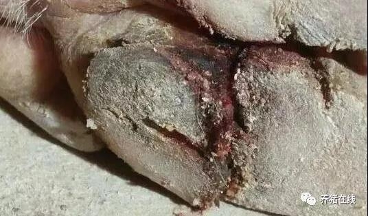 冬季猪蹄开裂就是口蹄疫？忽视这个细节损失就大了