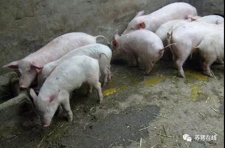 仔猪产房腹泻的预防及控制方法