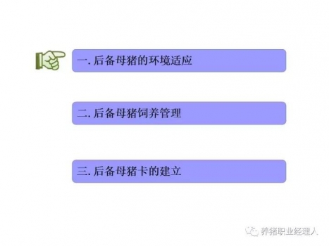 必修课|后备母猪的环境适应程序