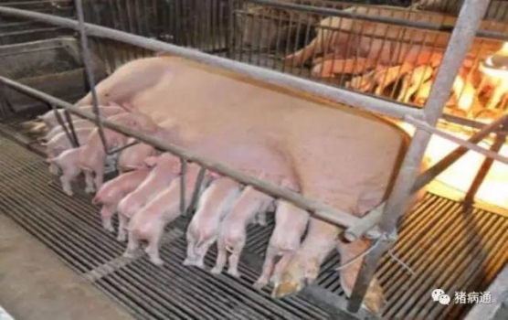 提高母猪初乳产量的关键因素是什么？