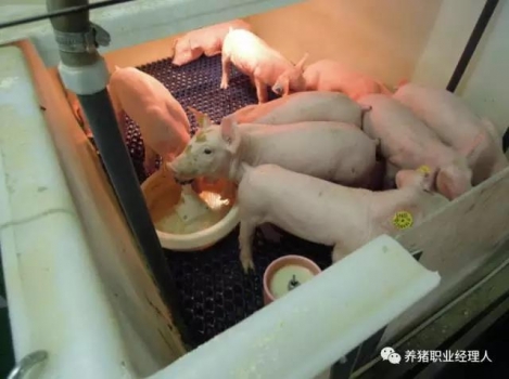 技术控 | 当前对猪流行性腹泻(PED)最有效措施