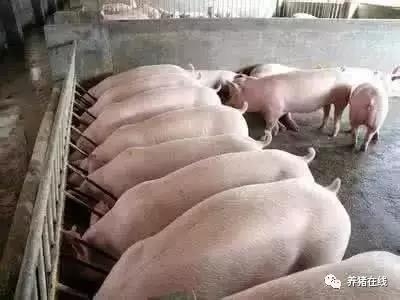 猪不同阶段的免疫程序