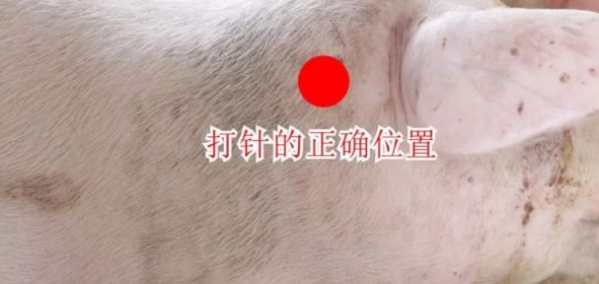给猪打针，要多注意这4点！