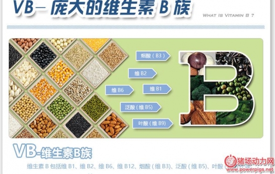 维生素B族在猪场的好处，养猪的人才懂！