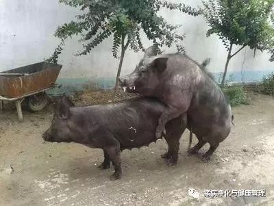 现在的猪为什么越来越难养？