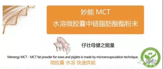 第08期 妊娠后期母猪日粮中添加中链脂肪酸甘油酯提高初生仔猪的成活率