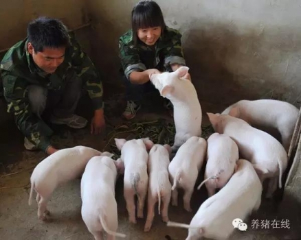 仔猪什么时间断奶最科学