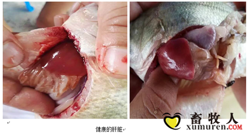 使用龙昌胆汁酸后加州鲈健康的肝脏.png