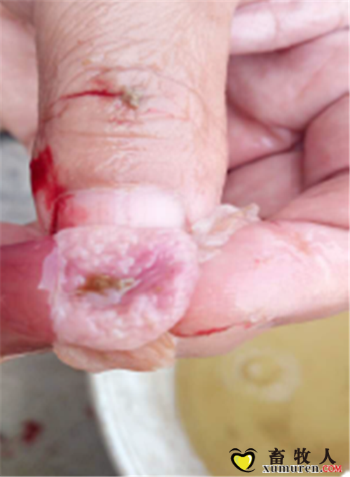 使用龙昌胆汁酸后加州鲈肠道绒毛密，肠壁厚实.png