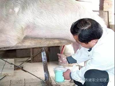 必修课 | 公猪精液质量优劣关系到猪场的根本