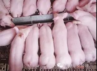 哺乳母猪的管理要点！