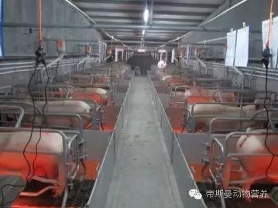 规模化猪场产房的日常管理与操作流程（上）