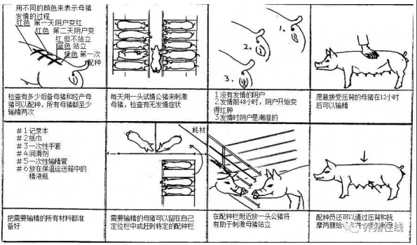 零基础教您给猪配种及配种后母猪的管理