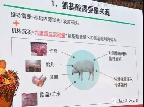 吴德教授：《怀孕母猪阶段营养特点及不同饲喂模式》