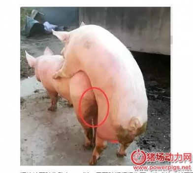 母猪屡配不孕原因何在？按照此法能提高50%受孕率