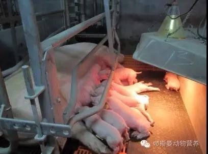 技术控 | 规模化猪场产房的日常管理与操作流程（下）