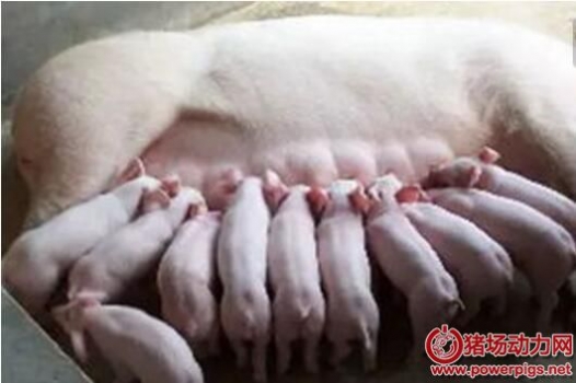 怎样防治母猪产后无乳及泌乳不足？