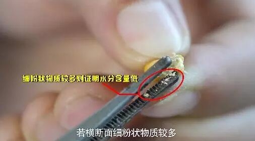 4步鉴定玉米品质，让猪吃上优质饲料