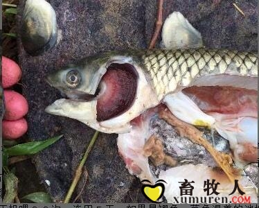 草鱼烂鳃病的防治，胆汁酸保肝护胆1.jpg