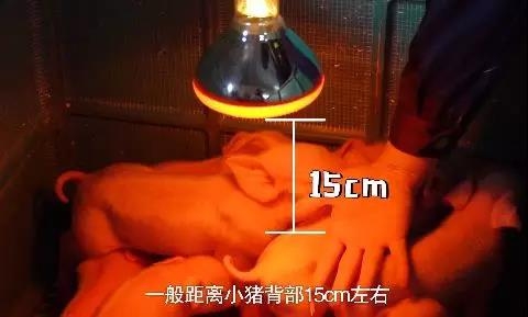 冷空气来袭，仔猪保温就要这么做