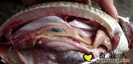 春季鱼类肝胆综合症、鱼类肝脏肿大等鱼类肝胆疾病的防治.jpg