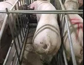断奶母猪不发情、延迟发情的9大原因