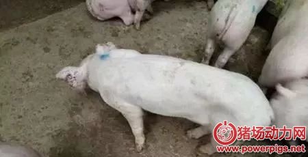 猪皮肤发白、不长肉是什么病？
