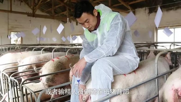 奎哥养猪76期丨输精时常见问题这样处理，分娩率提高2个点