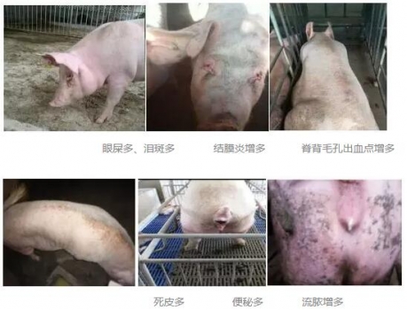 全国大多数猪场母猪都存在的问题，你注意到了吗？