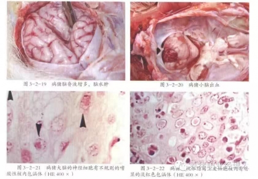 必修课 | 谈谈伪狂犬病的防制
