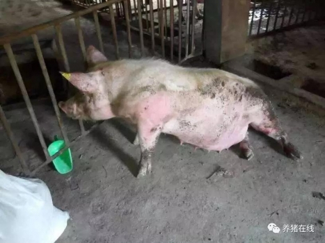 母猪突然瘫痪怎么办