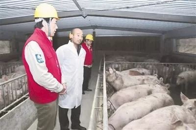 如何推动乡村振兴？农业部要求养猪业这么干