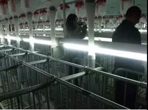 技术控 | 后备母猪饲养及情期管理方案