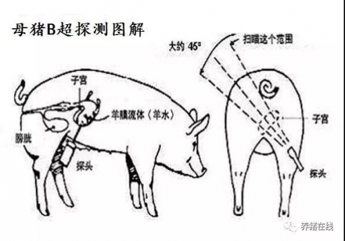如何做好配种母猪的返情和受孕检查