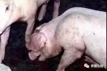 猪肺疫与胸膜肺炎的案例分析