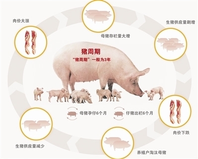 发展生猪期货 化解“猪周期”风险