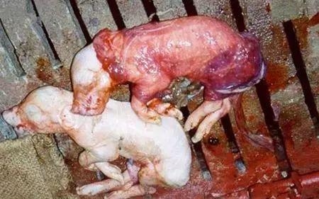 死胎？不怕，我们有专业的防治对策！