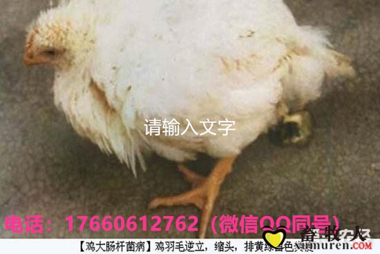 timg_副本.jpg