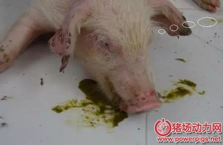 常引发猪呕吐的六种猪病！
