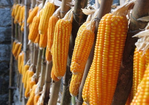 干货：饲料企业玉米日常采购策略，玉米从业者必读